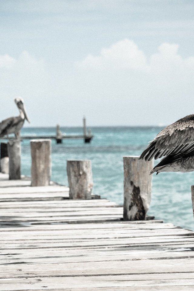 Обои пеликан, pelican разрешение 4288x2848 Загрузить