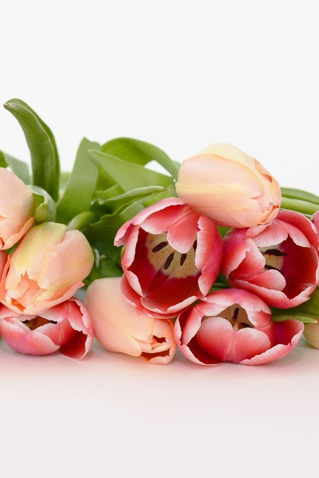 Обои цветы, красные, лежит, весна, букет, тюльпаны, розовые, белый фон, flowers, red, lies, spring, bouquet, tulips, pink, white background разрешение 3840x2160 Загрузить