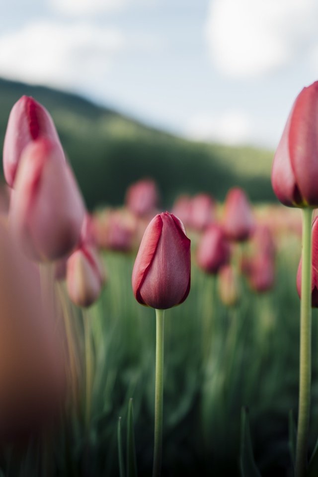 Обои цветы, природа, тюльпаны, flowers, nature, tulips разрешение 2048x1366 Загрузить