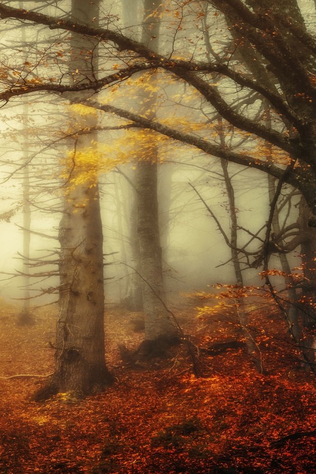 Обои дерево, лес, утро, туман, ветки, осень, tree, forest, morning, fog, branches, autumn разрешение 3840x2160 Загрузить