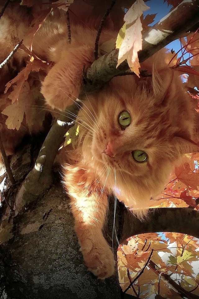 Обои листья, зеленые глаза, кот, на дереве, мордочка, ветки, взгляд, осень, пушистый, рыжий, leaves, green eyes, cat, on the tree, muzzle, branches, look, autumn, fluffy, red разрешение 2048x1365 Загрузить