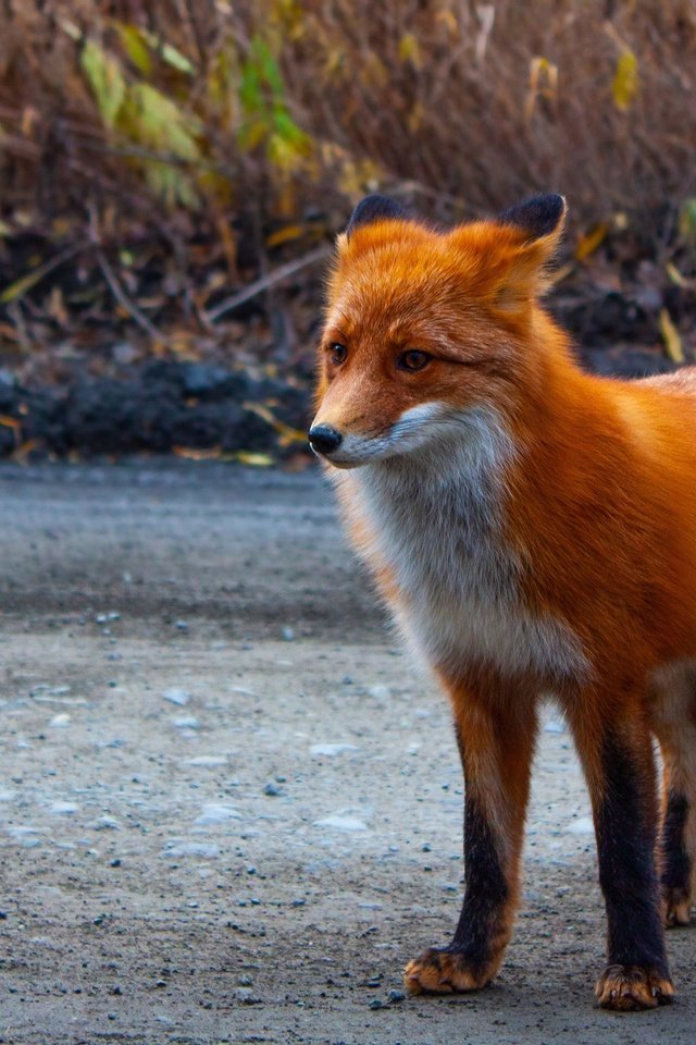 Обои дорога, природа, рыжая, лиса, road, nature, red, fox разрешение 2880x1620 Загрузить