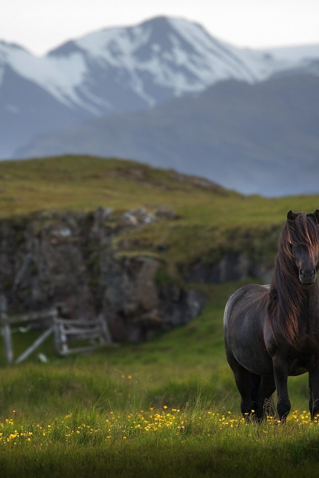 Обои лошадь, горы, конь, исландия, horse, mountains, iceland разрешение 2048x1371 Загрузить