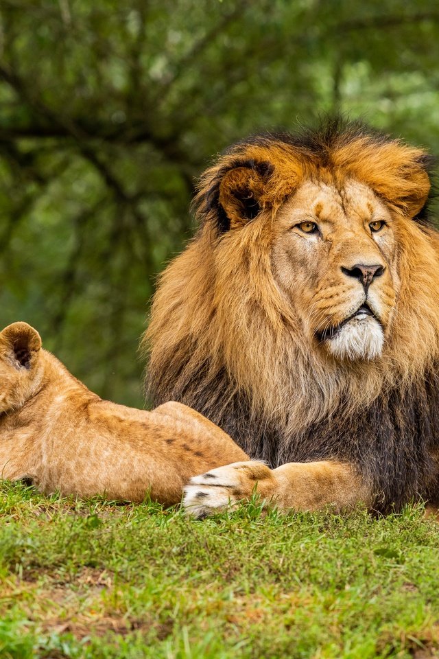 Обои морда, боке, природа, зелень, взгляд, лев, малыш, львёнок, детеныш, face, bokeh, nature, greens, look, leo, baby, lion, cub разрешение 5671x3781 Загрузить