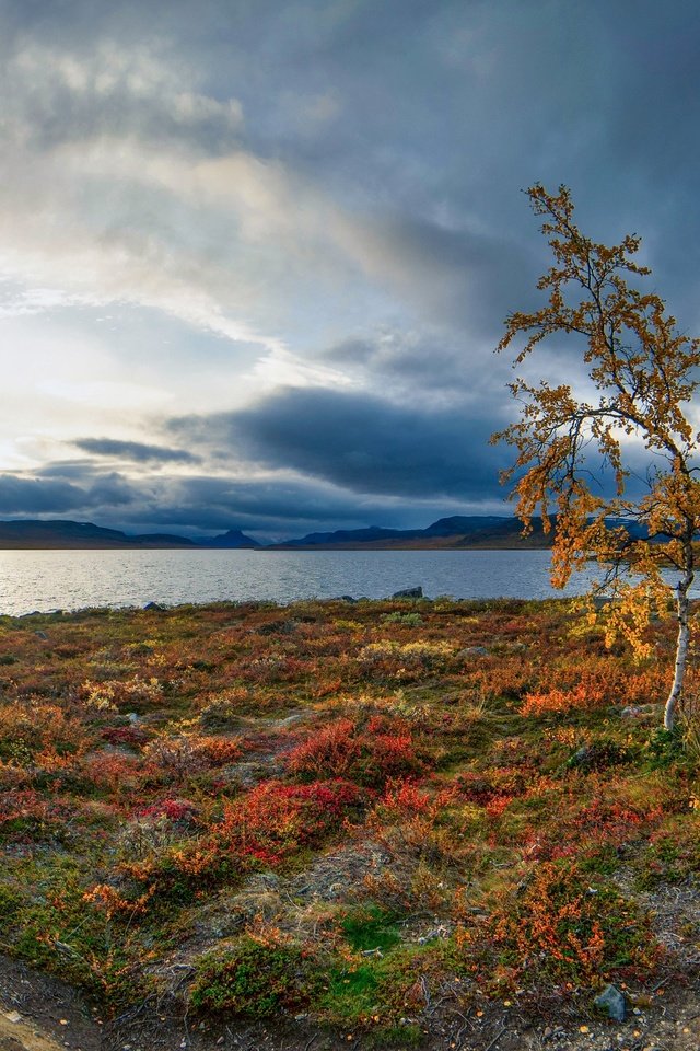 Обои озеро, осень, береза, деревце, финляндия, лапландия, lake, autumn, birch, tree, finland, lapland разрешение 3072x1728 Загрузить