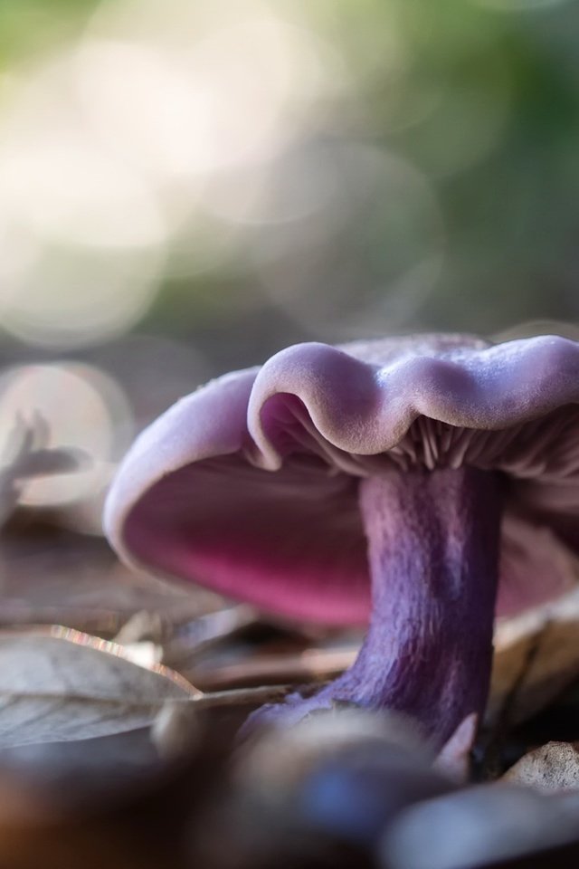 Обои природа, фон, гриб, nature, background, mushroom разрешение 2048x1300 Загрузить