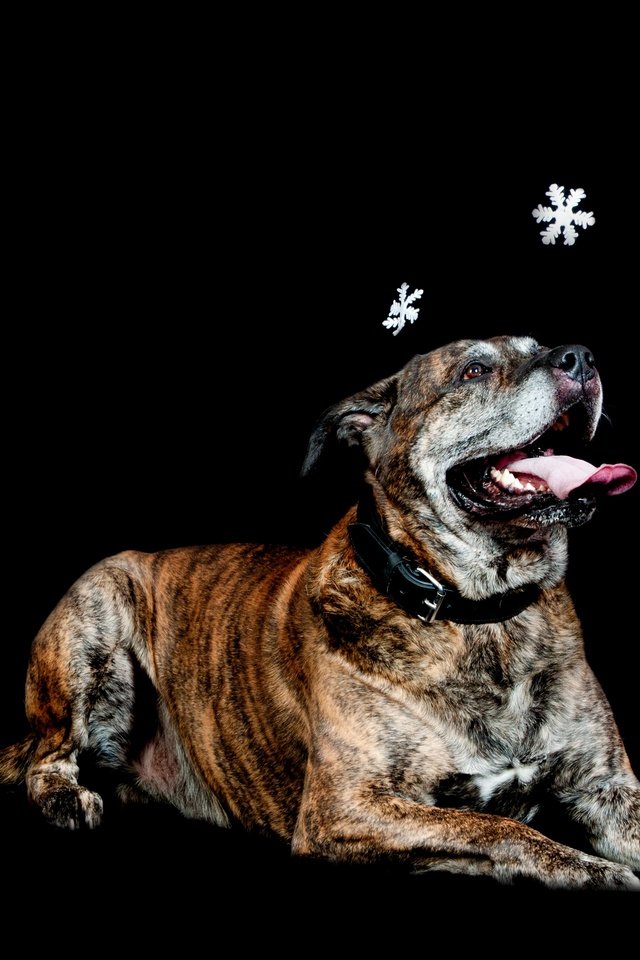 Обои снежинки, собака, лежит, черный фон, snowflakes, dog, lies, black background разрешение 3602x2398 Загрузить