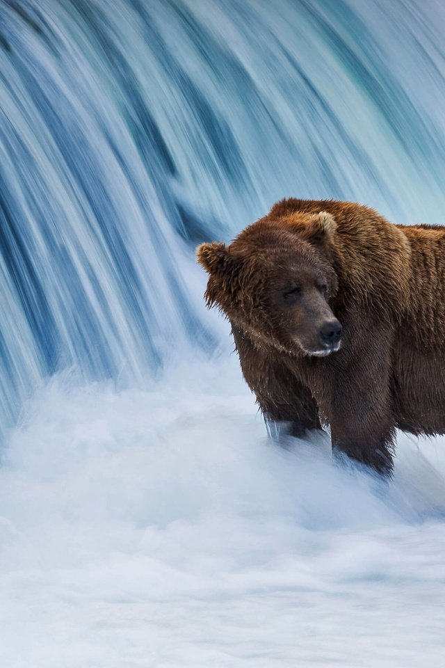 Обои сша, аляска, бурый медведь, usa, alaska, brown bear разрешение 3206x1803 Загрузить