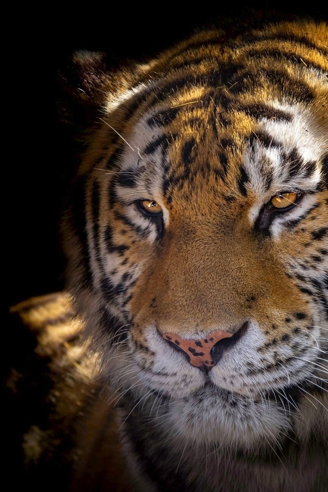 Обои тигр, морда, свет, портрет, взгляд, черный фон, tiger, face, light, portrait, look, black background разрешение 2364x1330 Загрузить