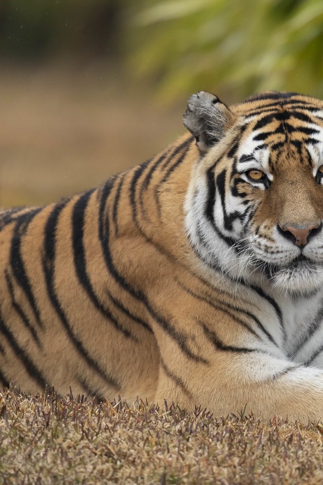 Обои тигр, взгляд, лежит, отдых, tiger, look, lies, stay разрешение 4930x3310 Загрузить