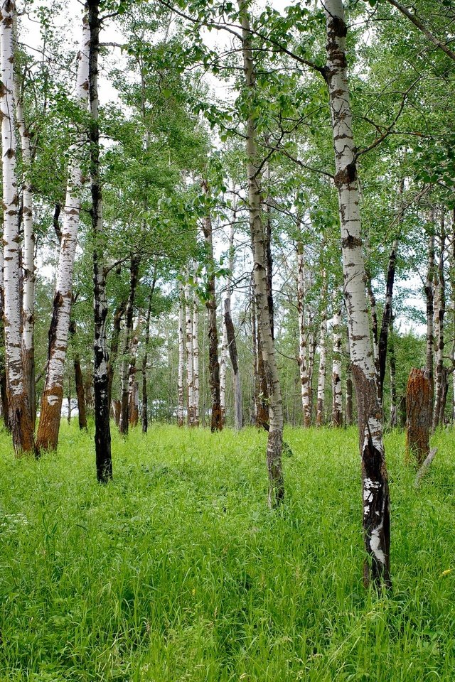 Обои трава, деревья, лес, стволы, березы, rskura, grass, trees, forest, trunks, birch разрешение 3072x1728 Загрузить