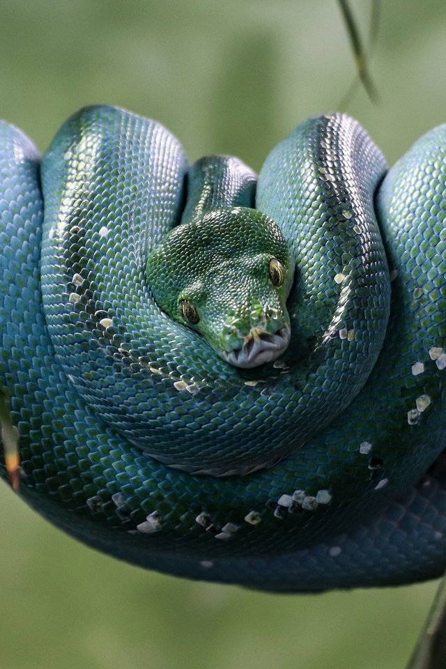 Обои ветка, зелёный, листва, взгляд, змея, питон, рептилия, branch, green, foliage, look, snake, python, reptile разрешение 3840x2160 Загрузить