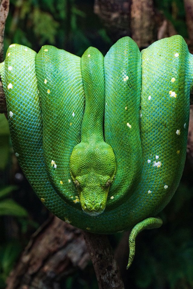 Обои зелёный, змея, темный фон, питон, рептилия, green, snake, the dark background, python, reptile разрешение 5773x3848 Загрузить