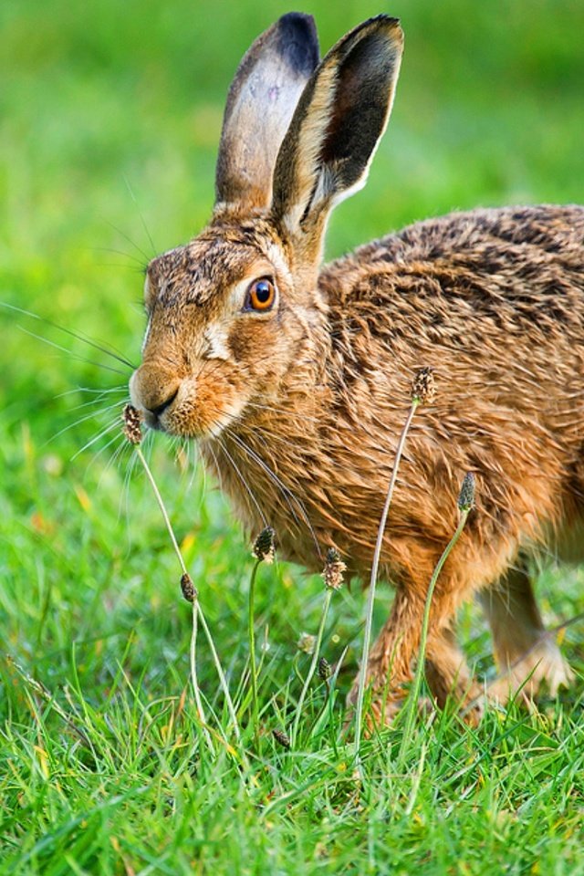 Обои животные, дикая природа, заяц, animals, wildlife, hare разрешение 1920x1200 Загрузить