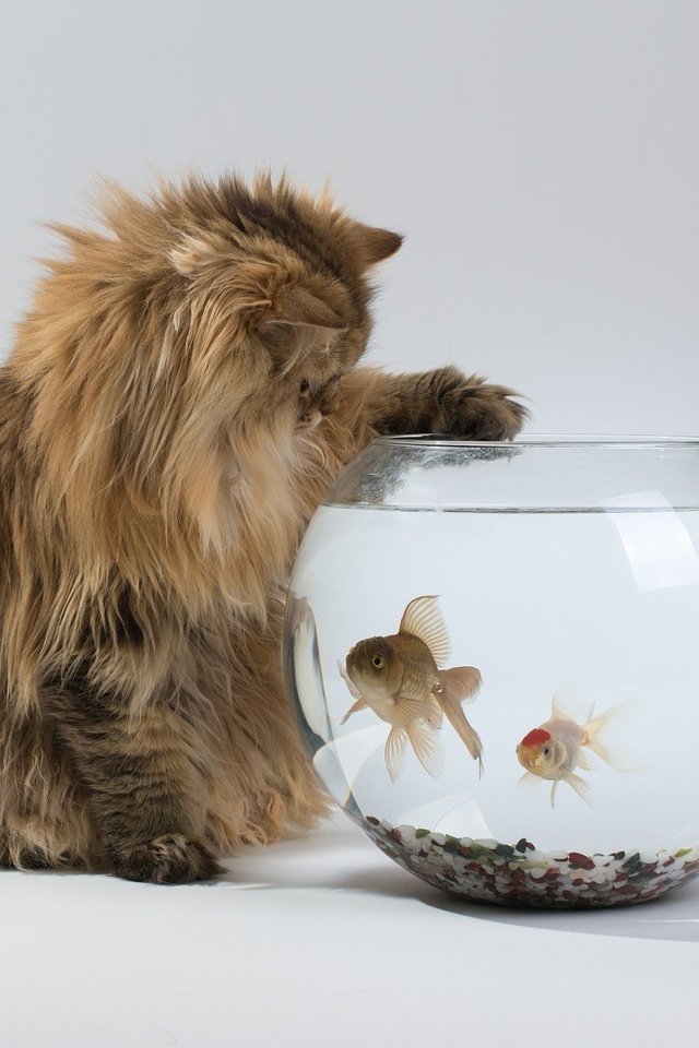 Обои животные, кошка, рыбки, пушистый, аквариум, animals, cat, fish, fluffy, aquarium разрешение 1920x1200 Загрузить