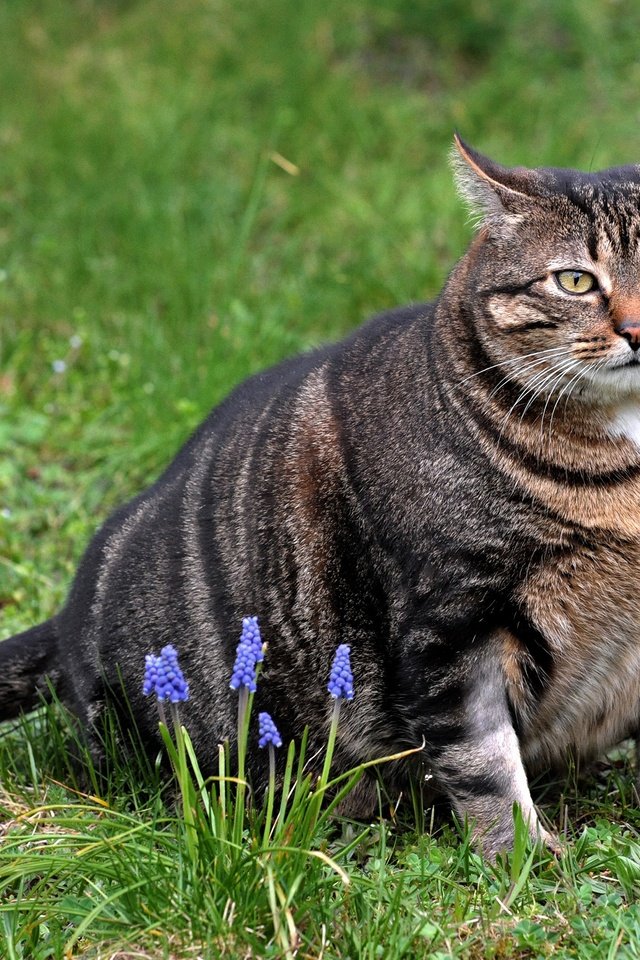 Обои цветы, трава, кот, кошка, взгляд, сидит, мускари, толстый, flowers, grass, cat, look, sitting, muscari разрешение 3840x2560 Загрузить