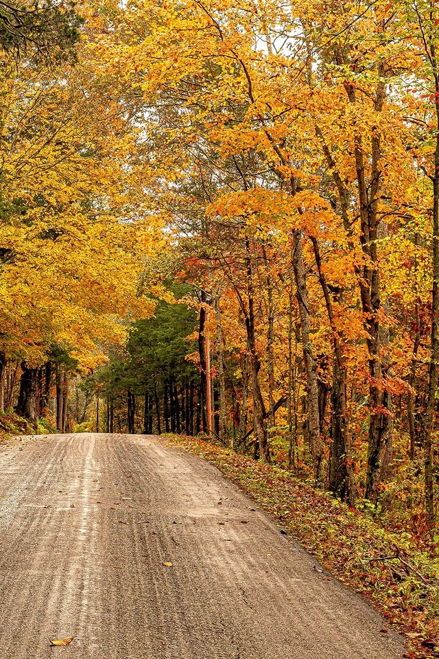 Обои дорога, деревья, лес, осень, сша, штат виргиния, road, trees, forest, autumn, usa, virginia разрешение 2048x1295 Загрузить