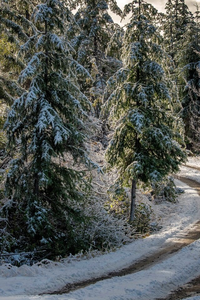 Обои дорога, лес, зима, road, forest, winter разрешение 3840x2160 Загрузить