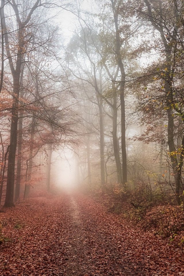 Обои дорога, лес, road, forest разрешение 2048x1365 Загрузить