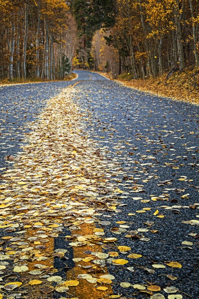Обои дорога, осень, road, autumn разрешение 2880x1620 Загрузить