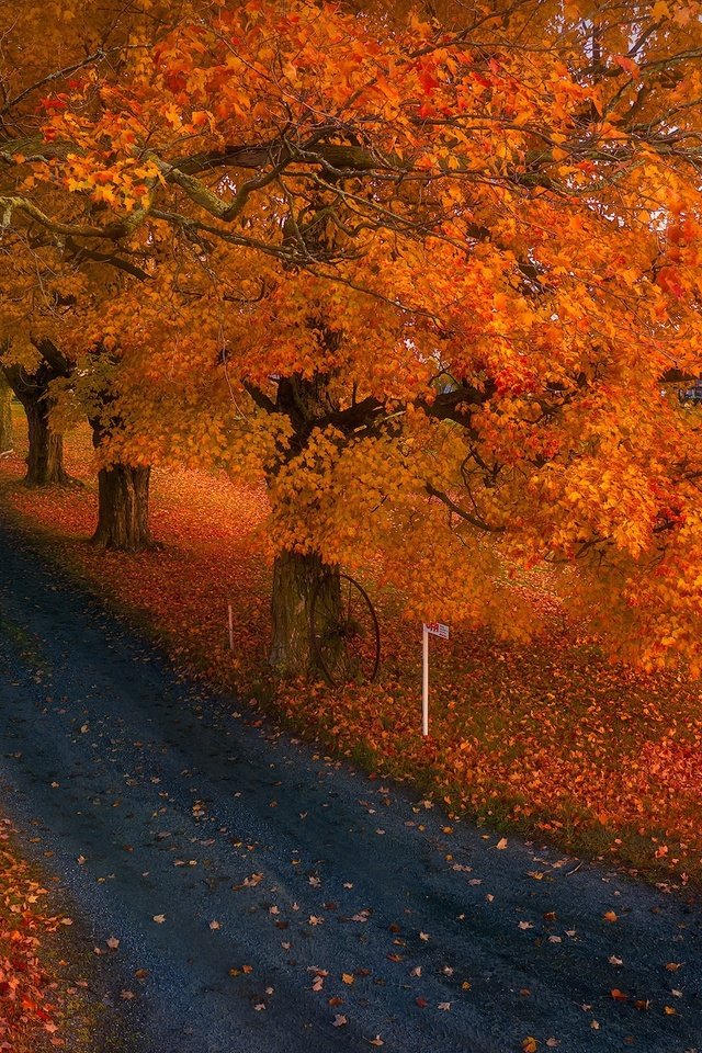 Обои дорога, природа, осень, road, nature, autumn разрешение 2048x1364 Загрузить