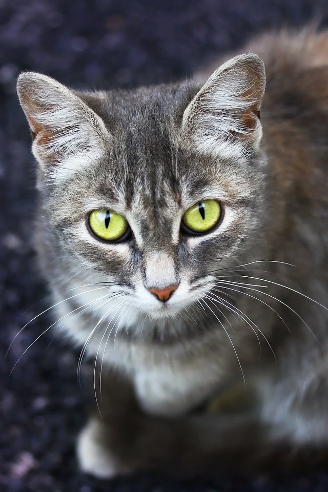 Обои фон, кошка, взгляд, мордашка, background, cat, look, face разрешение 1920x1280 Загрузить