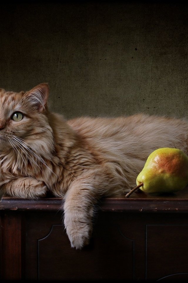 Обои фон, кот, рыжий, груши, background, cat, red, pear разрешение 2048x1350 Загрузить