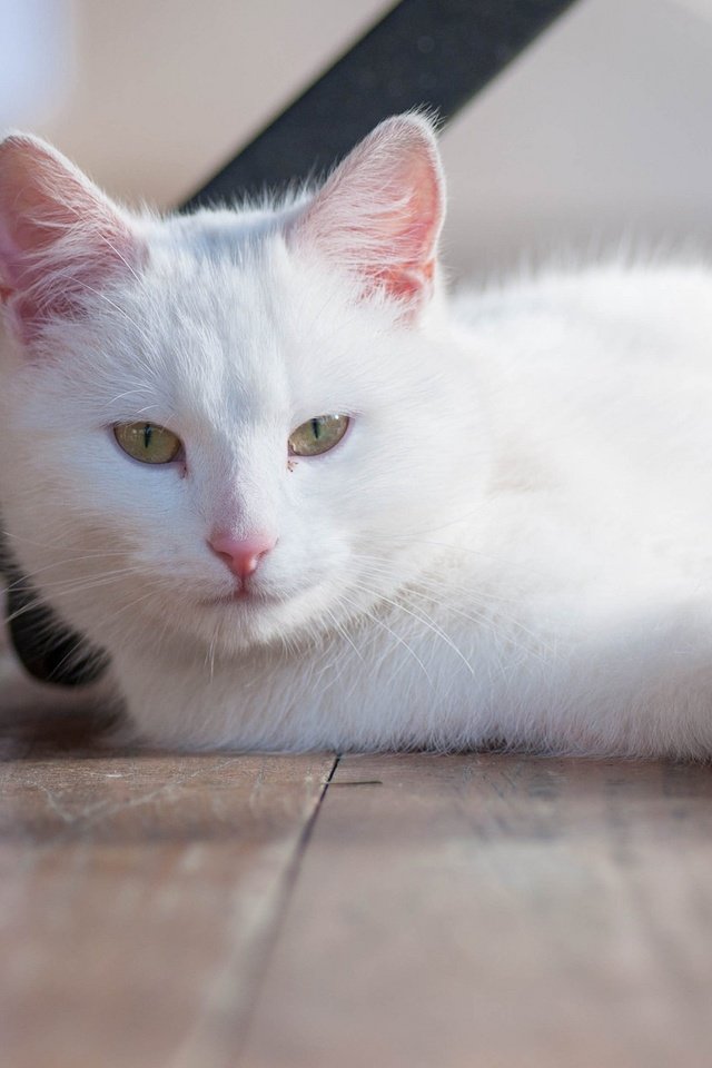 Обои кошка, взгляд, белая, cat, look, white разрешение 2048x1280 Загрузить