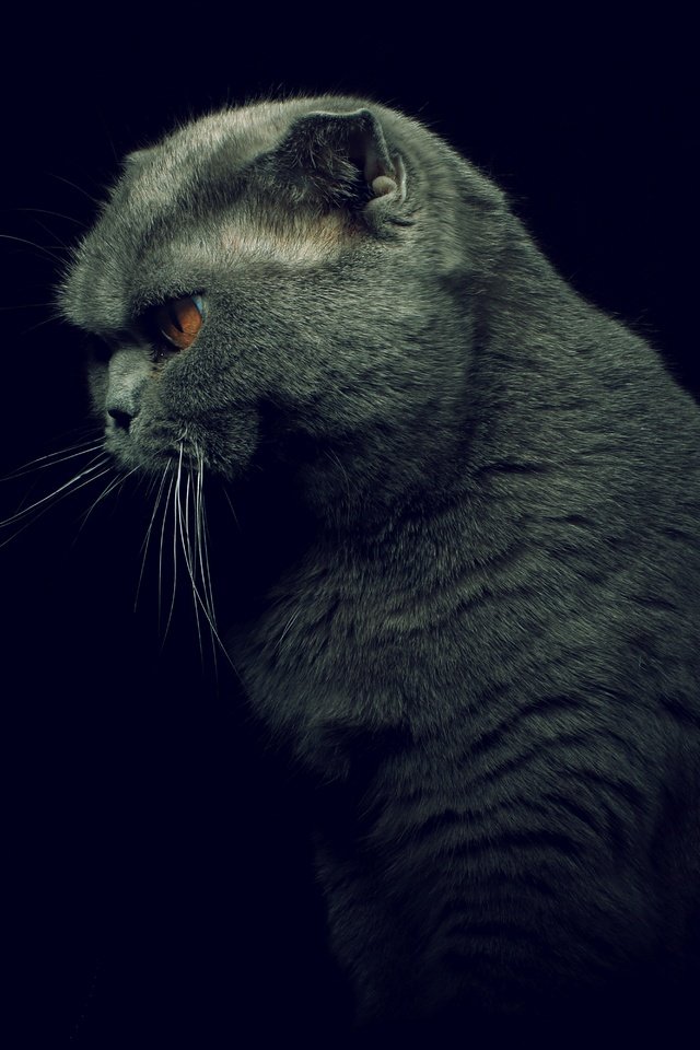 Обои кот, кошка, профиль, черный фон, британская короткошерстная, cat, profile, black background, british shorthair разрешение 6000x4000 Загрузить