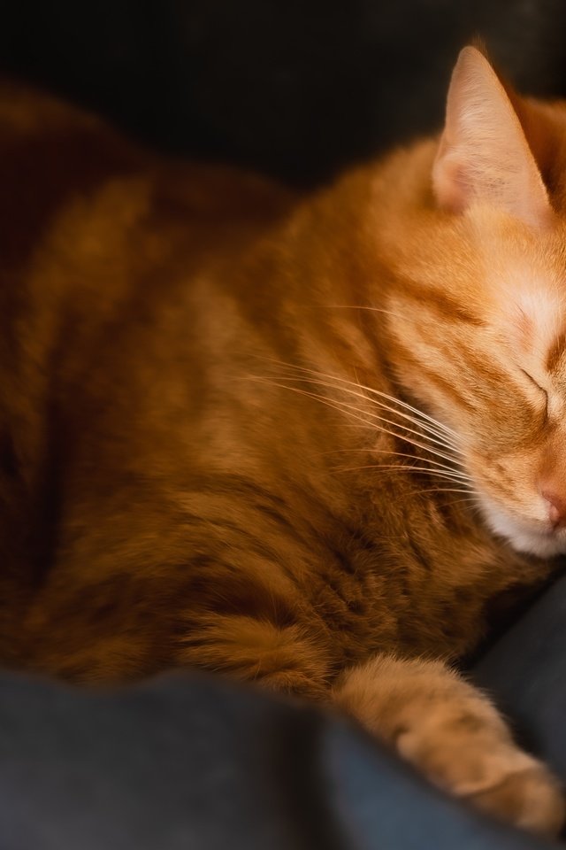Обои кот, кошка, сон, лежит, спит, темный фон, кресло, рыжий, закрытые глаза, closed eyes, cat, sleep, lies, sleeping, the dark background, chair, red разрешение 5186x2917 Загрузить