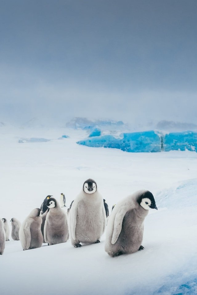 Обои небо, антарктида, снег, пингвины, природа, зима, лёд, птицы, пингвин, стая, the sky, antarctica, snow, penguins, nature, winter, ice, birds, penguin, pack разрешение 2000x1334 Загрузить