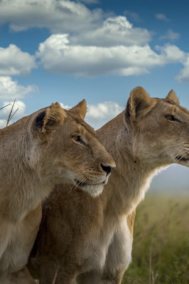 Обои природа, львы, звери, nature, lions, animals разрешение 3840x2160 Загрузить