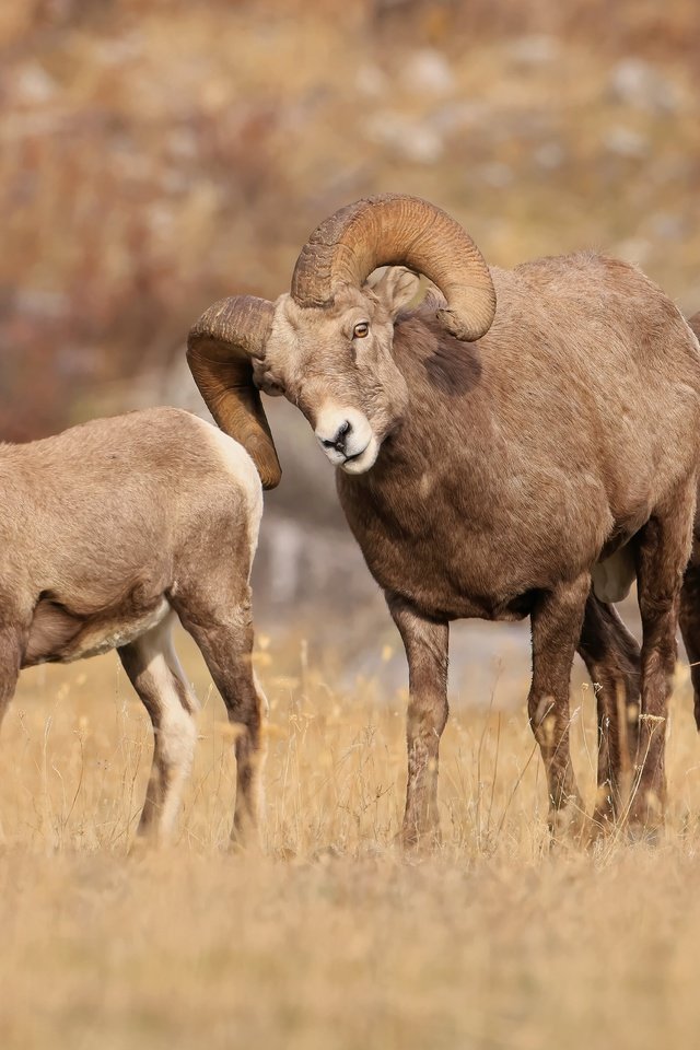 Обои природа, взгляд, рога, баран, бараны, nature, look, horns, ram, sheep разрешение 6144x3411 Загрузить
