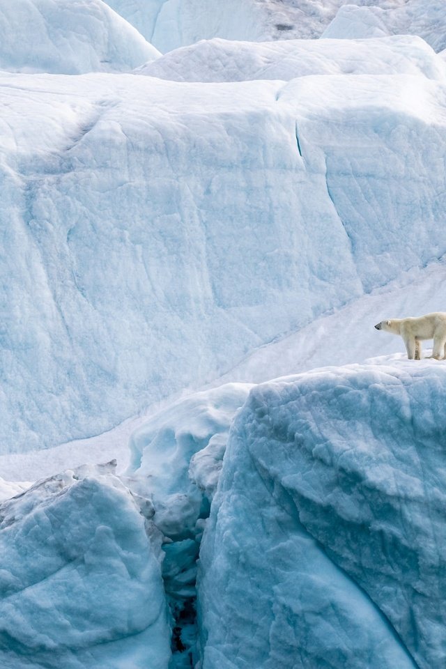 Обои зима, медведь, лёд, высота, айсберг, льдины, обрыв, белый медведь, ледник, glacier, winter, bear, ice, height, iceberg, open, polar bear разрешение 2000x1333 Загрузить