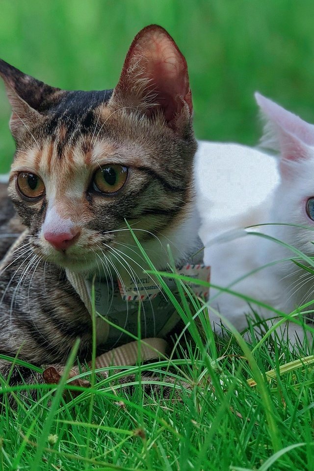Обои трава, кот, кошка, взгляд, коты, кошки, лежат, grass, cat, look, cats, lie разрешение 2560x1440 Загрузить