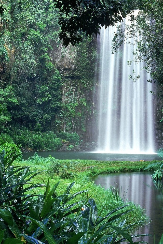 Обои зелень, кусты, водопад, тропики, джунгли, заросли, амазония, greens, the bushes, waterfall, tropics, jungle, thickets, amazon разрешение 1920x1080 Загрузить