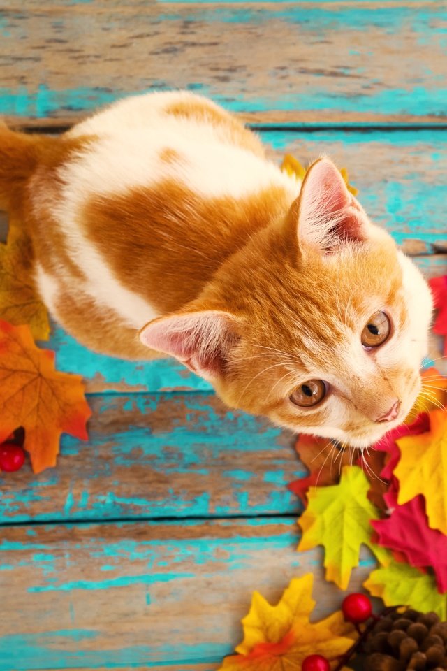 Обои листья, кошка, осень, кленовые, осенние листья, leaves, cat, autumn, maple, autumn leaves разрешение 4896x3264 Загрузить