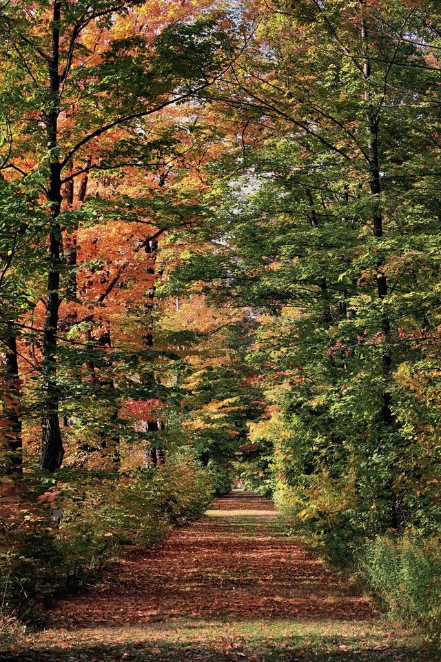 Обои деревья, осень, аллея, trees, autumn, alley разрешение 3072x2048 Загрузить