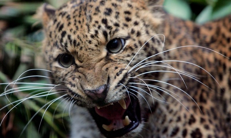 Обои усы, леопард, клыки, оскал, mustache, leopard, fangs, grin разрешение 1920x1200 Загрузить