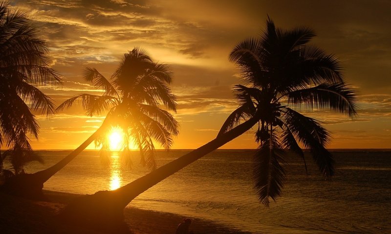 Обои небо, горизонт, вечер, пальмы, солнце, природа, берег, закат, море, пляж, the sky, horizon, the evening, palm trees, the sun, nature, shore, sunset, sea, beach разрешение 1920x1440 Загрузить