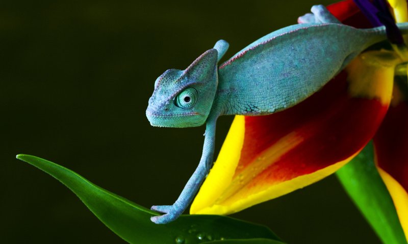 Обои желтый, зелёный, синий, цветок, красный, ползет, хамелеон, yellow, green, blue, flower, red, crawling, chameleon разрешение 2560x1600 Загрузить