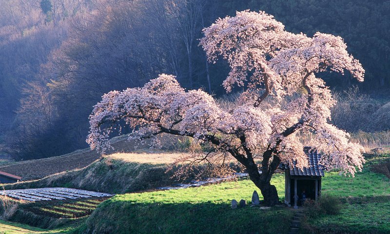 Обои дерево, сакура, клозет, tree, sakura, the closet разрешение 1920x1200 Загрузить