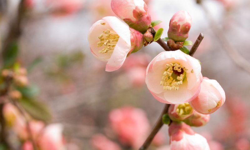 Обои ветка, цветение, весна, розовый, вишня, сакура, branch, flowering, spring, pink, cherry, sakura разрешение 3648x2736 Загрузить