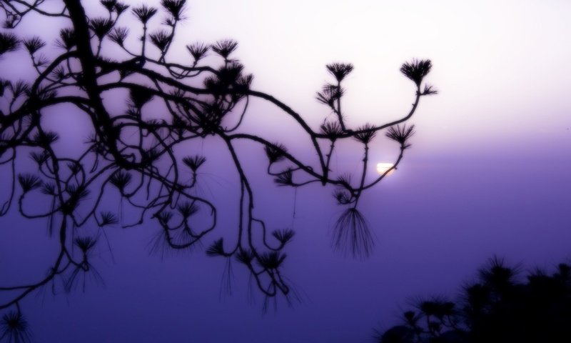 Обои ветка, солнце, туман, сиреневый, branch, the sun, fog, lilac разрешение 1920x1200 Загрузить