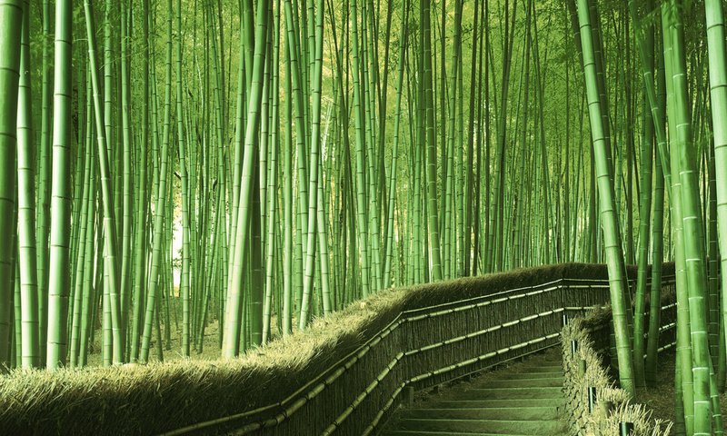 Обои зелень, япония, бамбук, greens, japan, bamboo разрешение 1920x1200 Загрузить