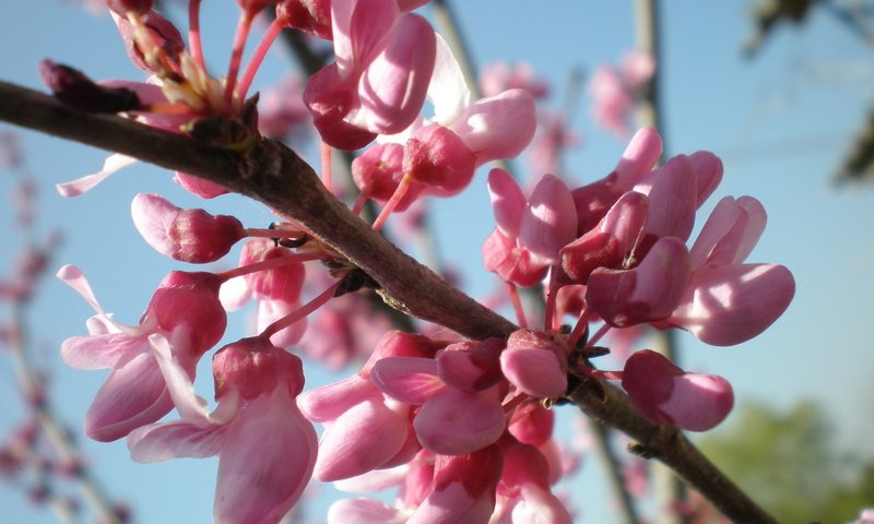 Обои небо, ветка, весна, розовый, церцис, the sky, branch, spring, pink разрешение 3264x2448 Загрузить