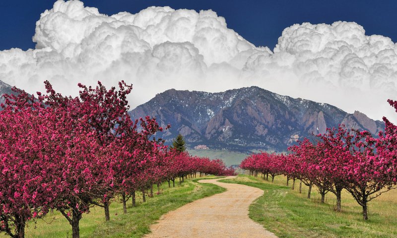 Обои небо, дорога, облака, деревья, горы, цветущее, the sky, road, clouds, trees, mountains, flowering разрешение 1920x1200 Загрузить