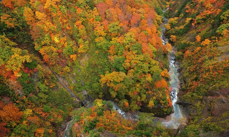 Обои деревья, река, лес, листья, осень, ущелье, сверху, trees, river, forest, leaves, autumn, gorge, top разрешение 2560x1600 Загрузить