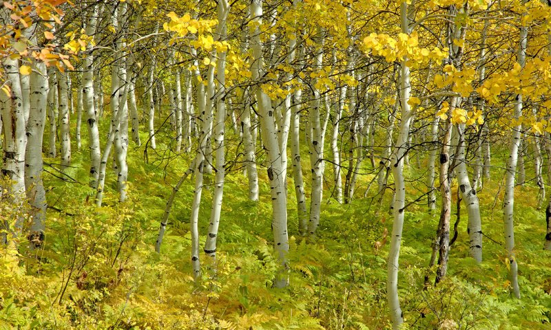 Обои деревья, березы, осень, красота, роща, trees, birch, autumn, beauty, grove разрешение 4288x2848 Загрузить