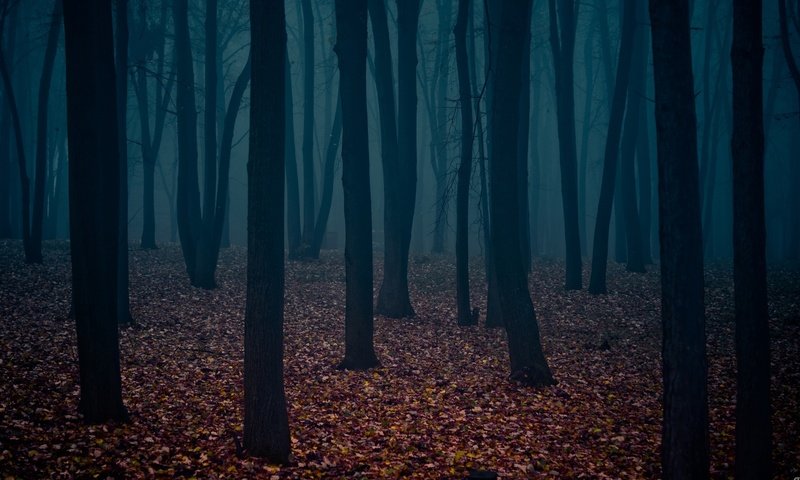 Обои листья, мрачный лес, стволы деревьев, leaves, dark forest, the trunks of the trees разрешение 1920x1200 Загрузить